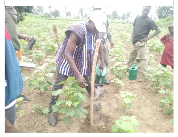 Culture maraîchère